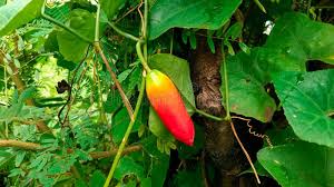 Image result for Coccinia grandis