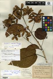 Image result for Carpodiptera africana