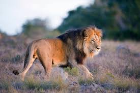 Here the list of 10 they live in bushlands and woodlands throughout east africa. African Animal Facts About Big Five Wildlife