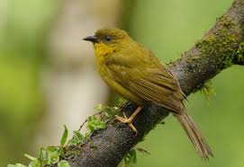 Image result for Ochthocharis