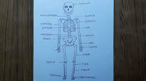 How To Draw Human Skeleton Step By Step So Easy - Youtube
