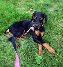 You'll want to divide their food requirement by two. How Many Cups To Feed A Doberman Puppy The Pet Supply Guy