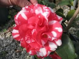 Camellia Japonica Varieties And Images Camellia Japonica Love Flowers