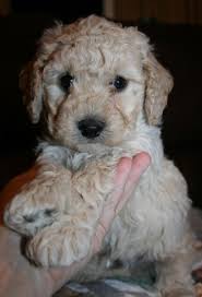 Check spelling or type a new query. Goldendoodle Puppy Dog For Sale In Holly Colorado