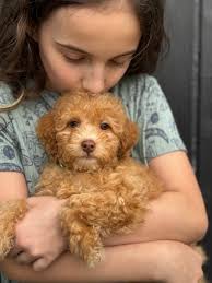 Frankie x George, Petite Goldendoodles, Ready 4/13/24,