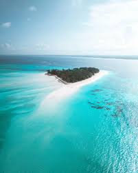 Image result for Heinsia zanzibarica