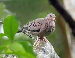 European Turtle Dove Life Expectancy