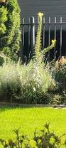 Image result for Brachycorythis buchananii