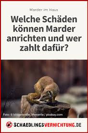 Marder Im Haus Welche Schaden Konnen Marder Anrichten Und Wer Zahlt Dafur Foto C Kincse J Pixabay Com Marder Schad Marder Baummarder Schadlingsbekampfung