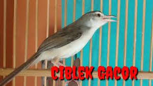 Pajen channel 3 months ago. Download Lagu Suara Cici Padi Betina Gacor Mp3 Gratis Terlengkap Uyeshare