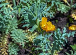 Image result for Papaveraceae