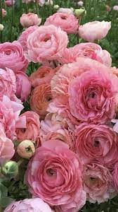 Pink Ranunculus Ranunculus Flower Ranunculus Bouquet Wedding Flowers Ranunculus Wedding Bouquet Wholesale Flowers Wedding Flowers