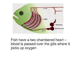 Check spelling or type a new query. Fish And Chordates Ppt Download