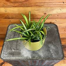 Image result for Chlorophytum silvaticum