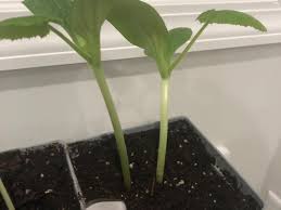 Lay the soil flat on its side and gently break it up. Which Zucchini Seedling To Choose Need To Thin