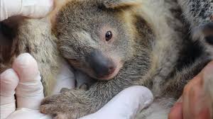 This is a compilation of baby koalas playing, climbing and being dopey! Meet The First Baby Koala Born In Australian Wildlife Park Since Devastating Wildfires