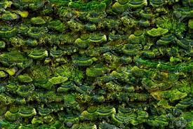 Download this free picture about mushroom wood fungus green tree from pixabay's vast library of public domain images and videos. Green Lichen On The Tree Tree Bark With Moss Lichen Mushrooms Stock Photo Picture And Royalty Free Image Image 105030677