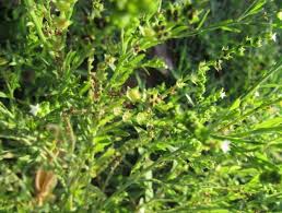 Image result for Heliotropium zeylanicum