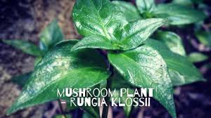 Image result for Rungia