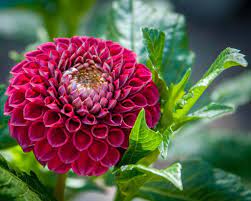 This diversity in pollen viability was observed following a scale of 1 representing fully open petals to a scale of 4 representing highly cupped or closed petals was used in evaluating flower photographs. 10 Worst Flowers For People With Allergies