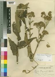 Image result for Monactinocephalus paniculatus