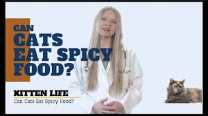 Cats can eat honey when they're sick, particularly with a sore throat or inflammation in their respiratory system. Can Cats Eat Spicy Food I Bet You Didn T Know 2019 Youtube