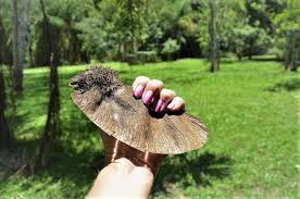 Image result for Centrolobium robustum