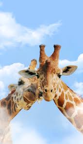 ❤ get the best cool animals wallpapers on wallpaperset. Cute Animal Phone Wallpapers Wallpaper Cave