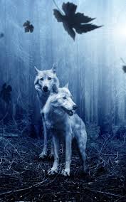 Download free wallpapers wolf 4k 7.0 for your android phone or tablet, file size: Wolves Night Forest Hd Mobile Wallpaper Animal Wallpaper Wolf Wallpaper Animals