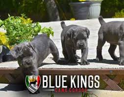 Find a cane corso puppy from reputable breeders near you and nationwide. Cane Corso Puppies For Sale At Blue Kings Cane Corso
