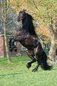 Monte 378 Stallion Directory Fries Paard Paarden Dieren