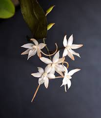 Image result for Aerangis ugandensis