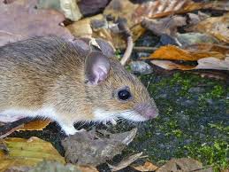 Hantavirus Fuchsbandwurm Zecken Infektionskrankheiten Im Wald Waldwissen Net