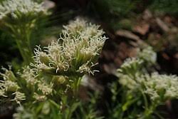 Image result for Stomatanthes