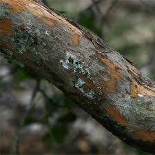 Image result for Hymenocardia