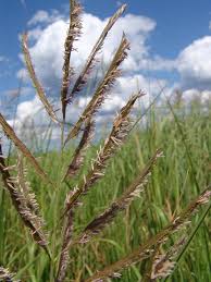 Image result for Sporobolus bechuanicus