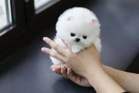 A mini pomeranian, generally, costs. Pomeranian Info Temperament Life Expectancy Size Puppies Pictures
