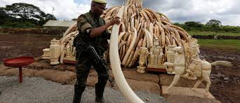 Wildlife Crime A 23 Billion Trade Thats Destroying Our