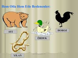 Canlilar Nasil Beslenir Ppt Indir