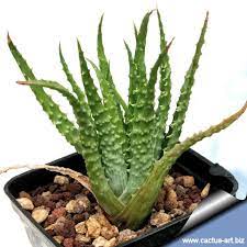 Cactus and tender succulents chat 2017 by dutchlady1. Aloe Humils