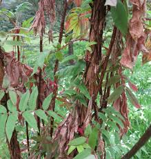 Image result for Hagenia abyssinica