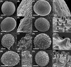 Image result for Nymphoides senegalensis