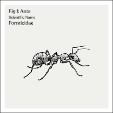 To make sure your home is resistant to them, you. Ants Fedpest