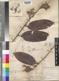 Image result for Aneulophus africanus