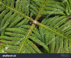 Image result for Araucariaceae