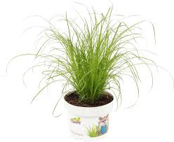 Image result for Cyperus cyperoides