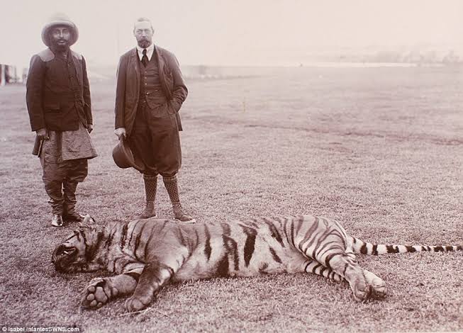 Photos from King George V's 1911 India hunting show him with dead tigers and rhinos | Daily Mail Online