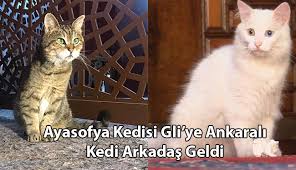 Kedici Haber Kedici Kedi Kultur Dergisi