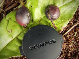 Image result for Trilepisium madagascariense