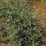 Image result for Cadaba farinosa